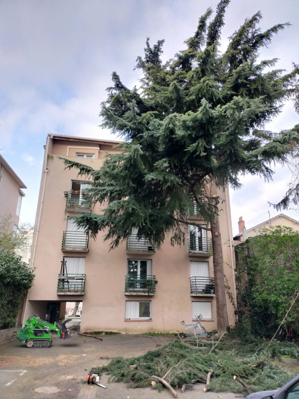Abattage d'un cèdre avec accès difficile à Toulouse