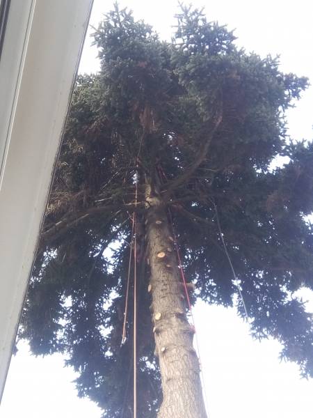 Elagage d'un arbre dangereux en limite de propriété ou copropriété à Blagnac