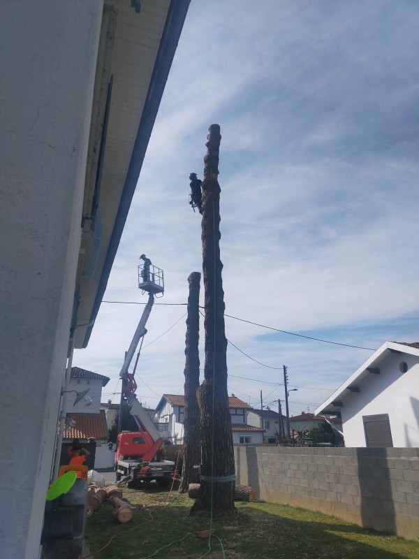 abattage d'arbres encombrant balgnac