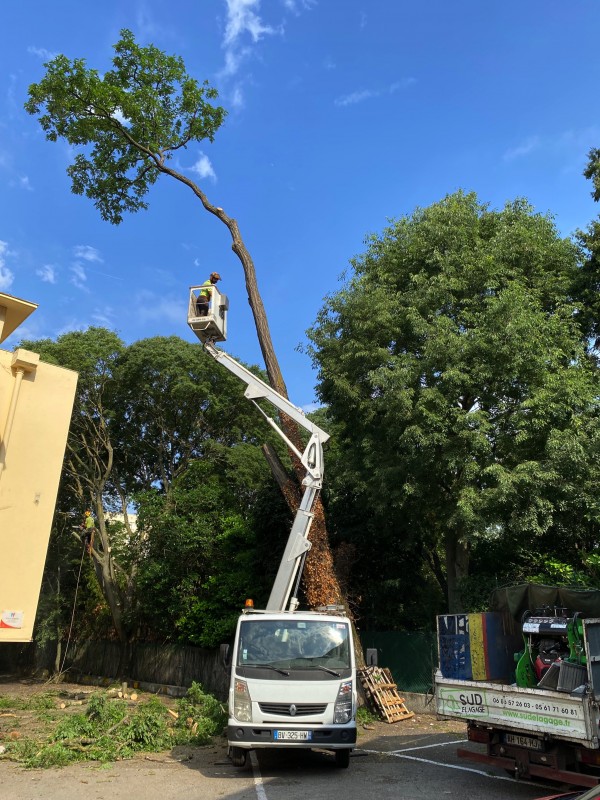 Abattage d’arbre en hyper centre de Toulouse