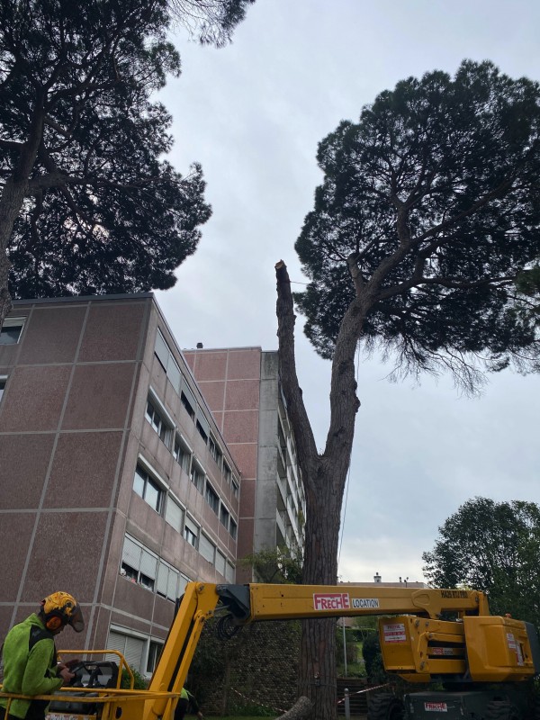 pin parasol trop envahissant à toulouse 