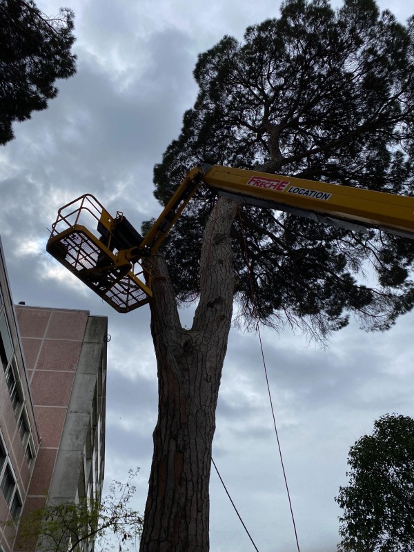 élagage d'un arbre haut à Toulouse 
