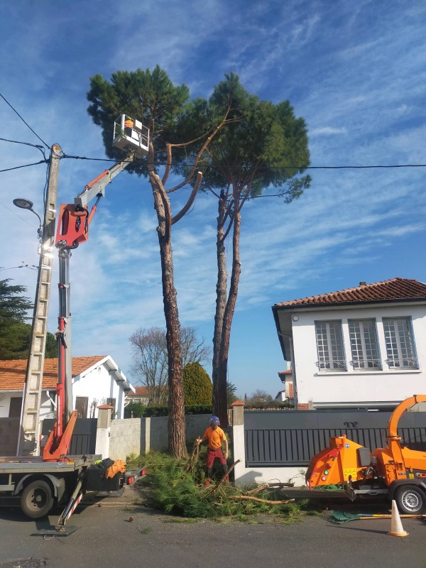 société pour abattage d'arbres à Blagnac