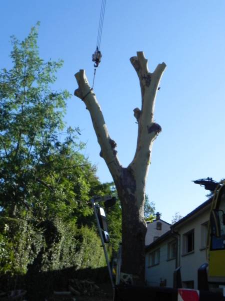 couper les arbres de mon jardins par paysagiste à Toulouse