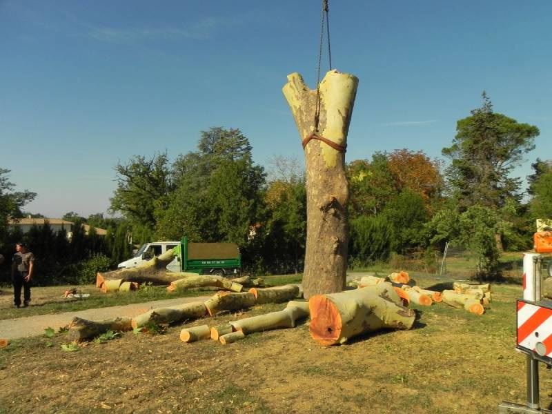 abattage grand arbre dans jardin à Tournefeuille