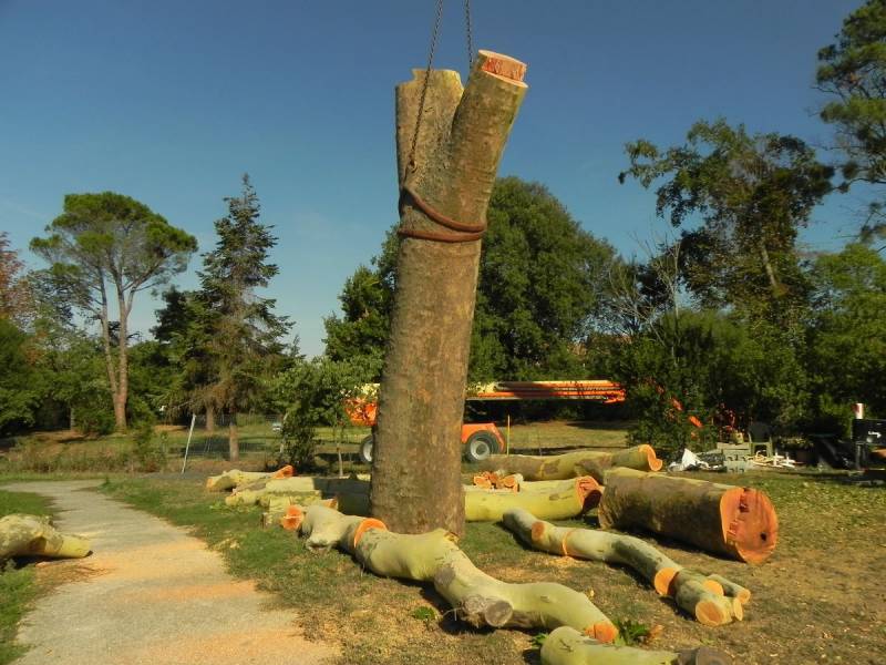 faire abattre ses grands arbres par un pro à Toulouse