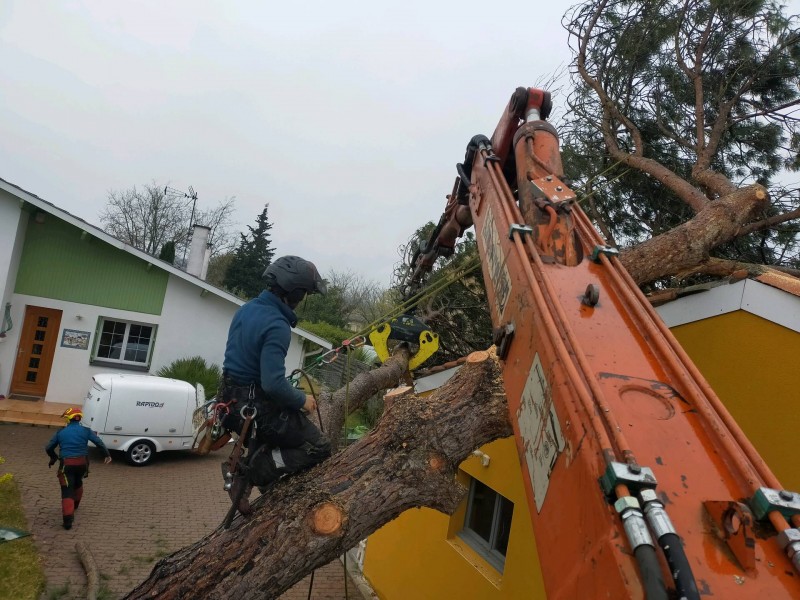 Enlèvement d'un arbre sur une maison suite à une tempête à Colomiers