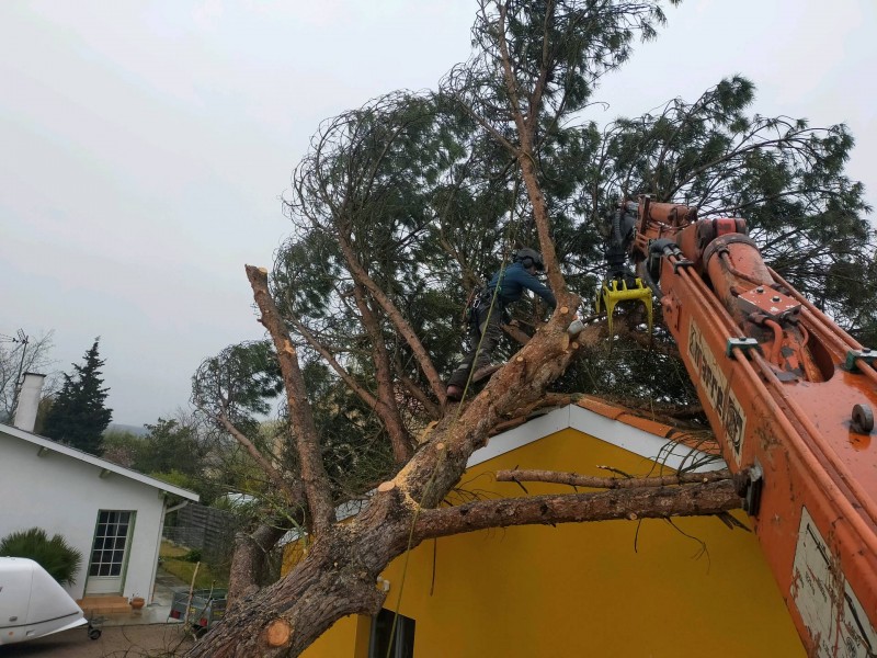 Enlèvement d'un arbre sur une maison suite à une tempête à Colomiers