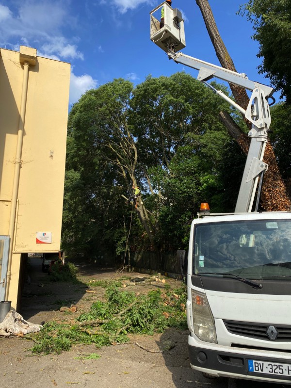 Abattage d’arbre en hyper centre de Toulouse