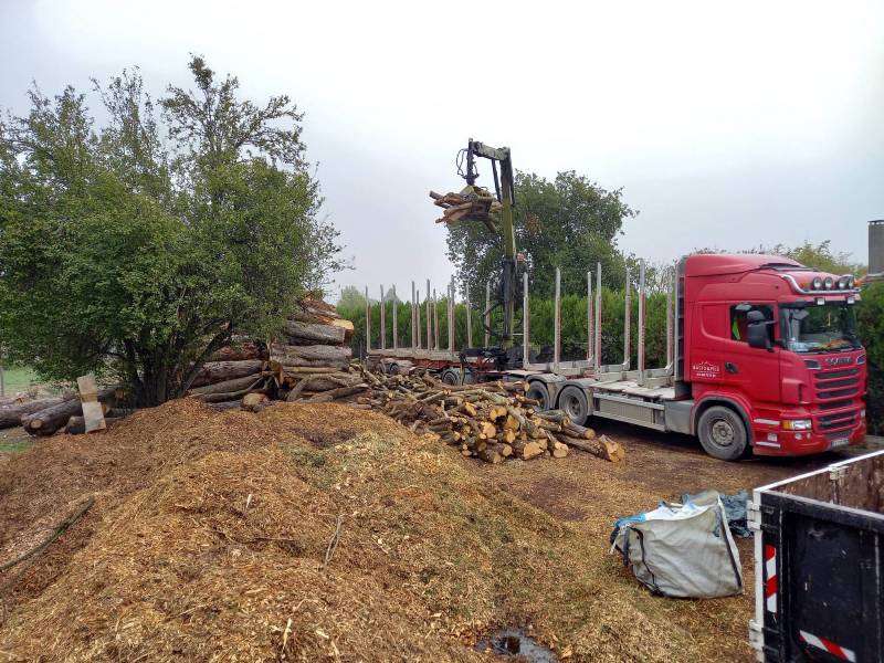Eclaircie sanitaire pour ces arbres avec dessouchage.