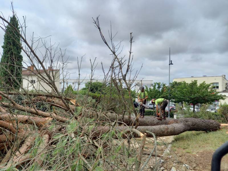 Elagage d'arbre sur Toulouse pas cher