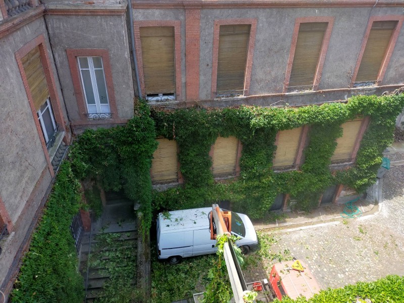 Taille d'une vigne vierge en hyper centre de Toulouse