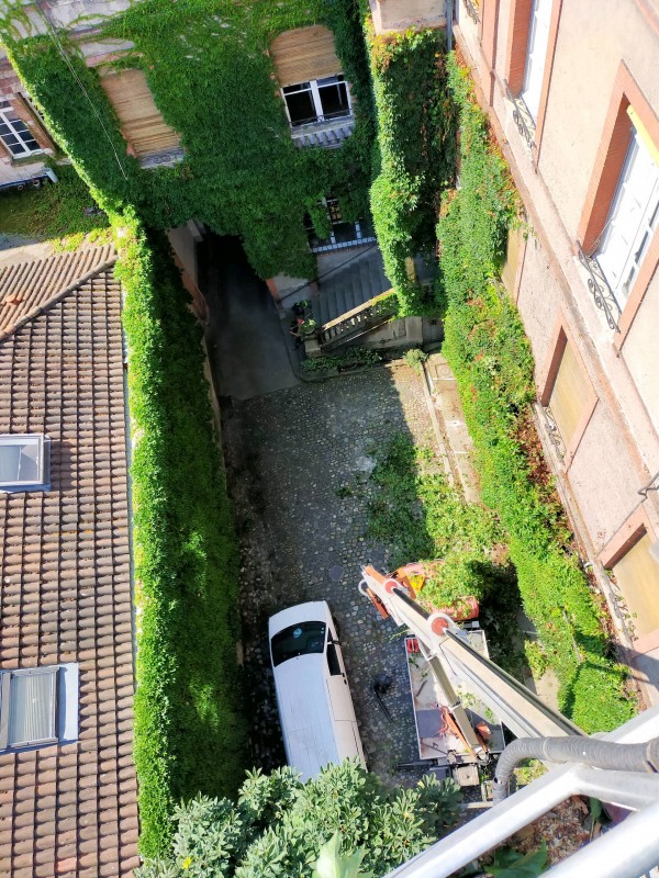 Taille d'une vigne vierge en hyper centre de Toulouse