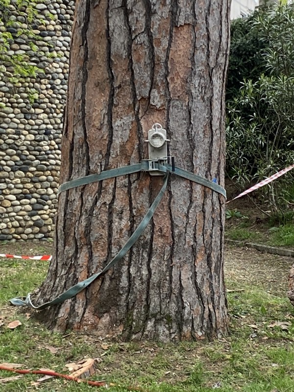 sécurisation avant élagage d'arbres à Toulouse