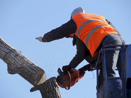 Notre zone d'activité pour ce service Elagage d'un grand arbre avec nacelle à Toulouse 31 en Haute-Garonne