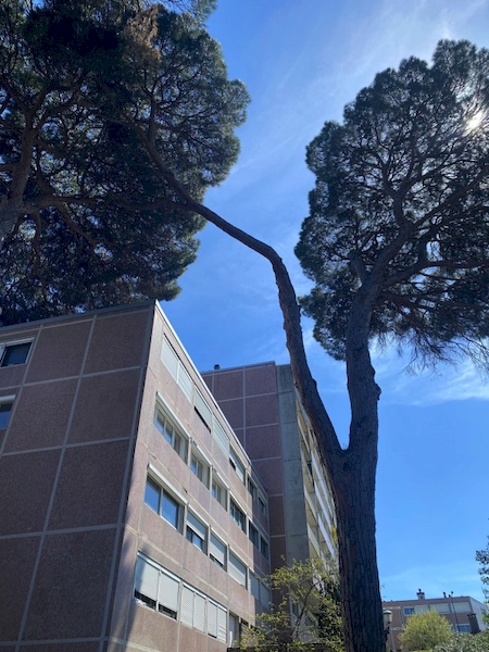 Notre zone d'activité pour ce service Spécialiste de l’élagage d’arbres dangereux proches d’habitations avec matériel adapté à Tournefeuille 31170 en Midi-Pyrénées